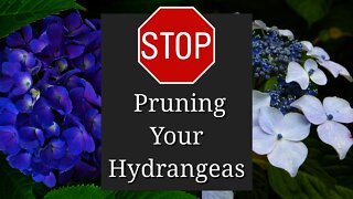 It's August: Stop Pruning Your Hydrangeas (northern hemisphere)