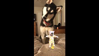 Husky super confused by sound of baby's laugh