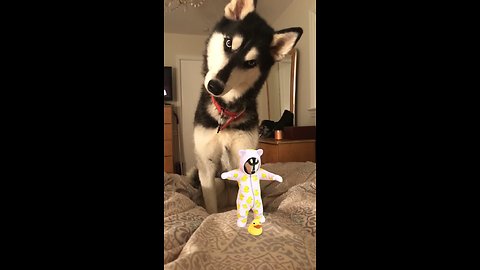 Husky super confused by sound of baby's laugh