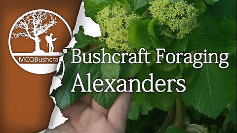 Bushcraft Foraging Edible Plants - Alexanders
