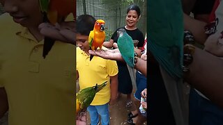 Feeding parrots in hand. 🥰