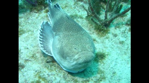 Starfish or underwater astronomer