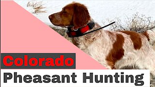 Pheasant Hunting in Colorado, January 31, 2021