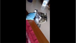 Cat and parrot share very unique friendship