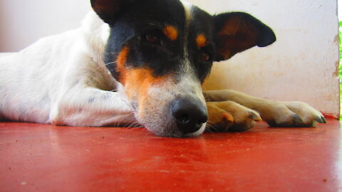 Cute DOGY #searching for something in the grasslands#