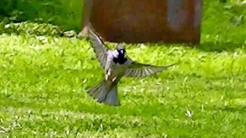 IECV NV #302 - 👀 House Sparrows In The Back Yard 🐤🐤 5-9-2017