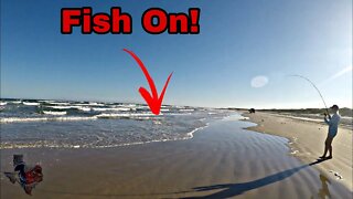 How to catch and clean Gafftopsail Catfish Port Aransas Texas / Texas Beach Fishing