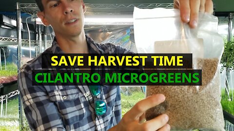 Do This to Save Some Time Trialing CILANTRO MICROGREENS