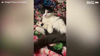 Ce chat se bat contre sa propre patte