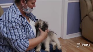 Collier County monthly puppy therapy