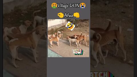 Village Don Afua comedy videos funny video #manikemove #shorts #seo and#afua