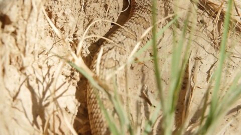 Great Basin rattlesnake slithering in the desert