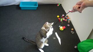 Little Kitten Plays with His Favorite Toy
