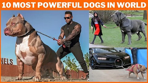 10 Most Powerful Dogs in the World 2023 | Top 10 Strongest Dog Breeds | Animal Vised