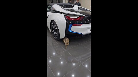 baby tiger play car showroom