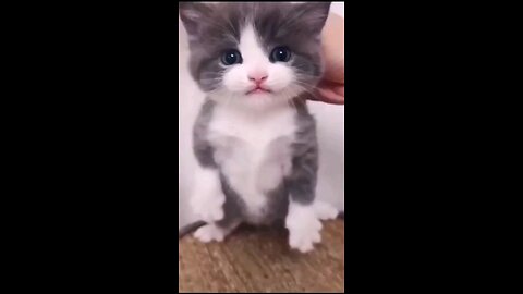 FUNNY CAT |FUNNYFUNNY 123😆😆😱😱