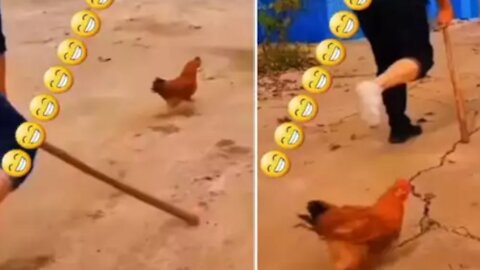 You will laugh after watching this video the owner gets hurt, this hen started imitating ||