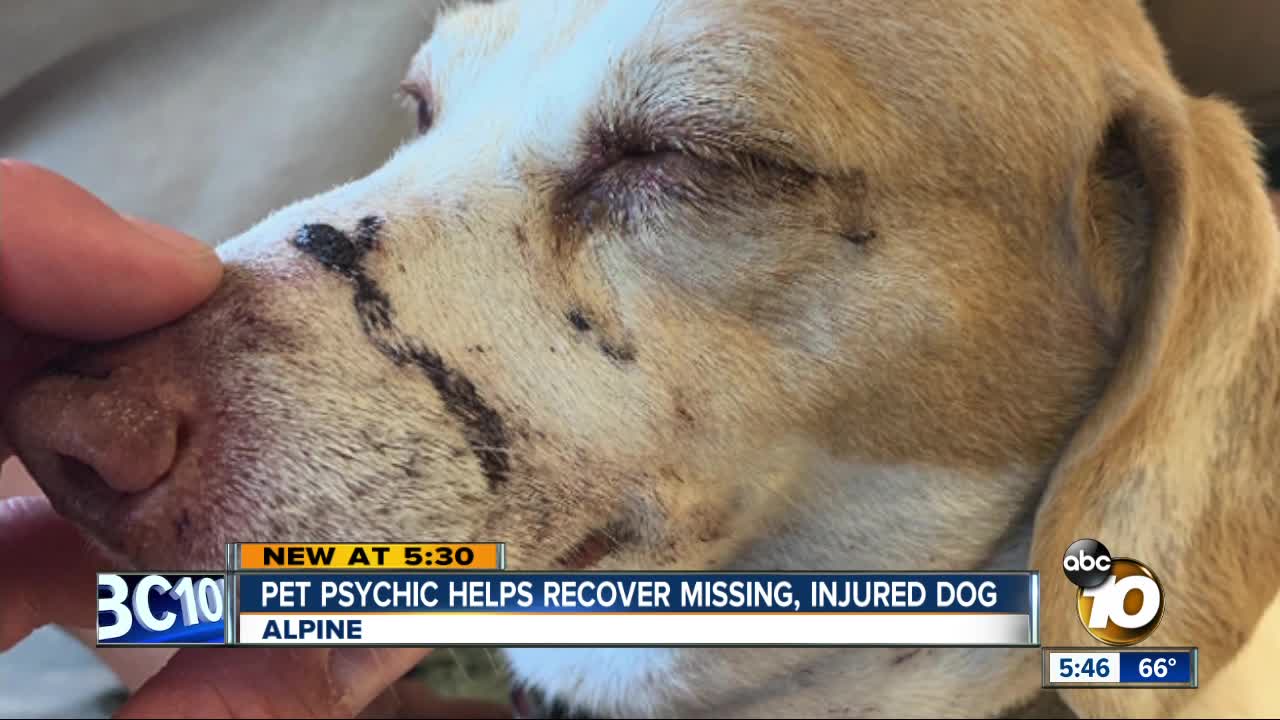 Pet psychic helps recover missing, injured dog in Alpine