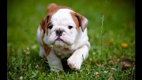 BullDog Puppies Compilation 2022