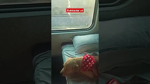 Cute sleep in train #shorts #shortsfeed #dog #pets #viral