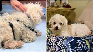 L'incroyable transformation d'un chien abandonné