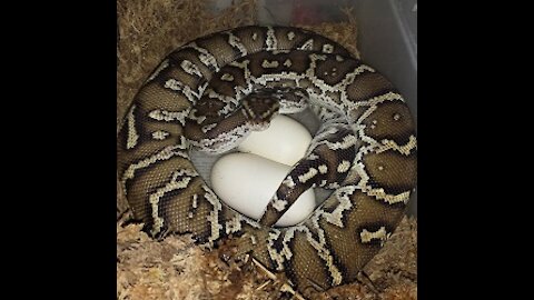 Angolan Pythons