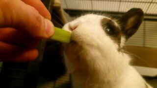 Rabbit Loves Celery