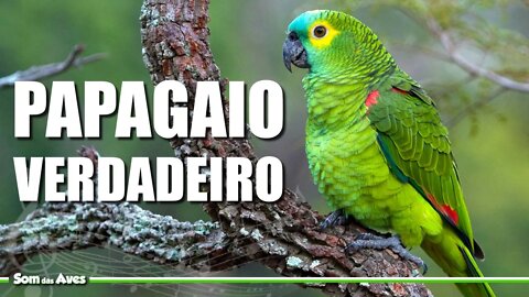 Amazona Aestiva - PAPAGAIO DE FRONTE AZUL🎶 - Blue Fronted Parrot