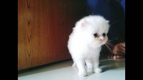 cat baby rat sound dog voice cat dance persian cat