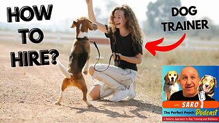 How to hire a dog trainer and Should you hire one?