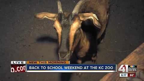 Goat exhibit and 'kid' prices at KC zoo all weekend