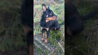 Cute puppy goes for a walk #shorts #short #viral #trending #subscribe