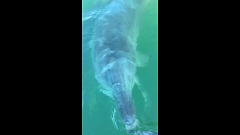 Dolphin gently taking fish from hand @idronefish