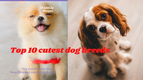Top 10 Cutest dog breeds. Best dogs ever.
