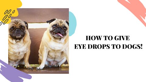 How to restrain Dogs to apply eye drops!