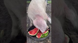 Pig vs. Watermelon! #pigs #pigfarmvideo #watermelon #shorts