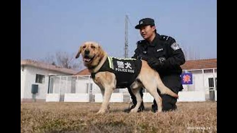 American Police Dog Trainingتدريب الكلاب البوليسية الأمريكية