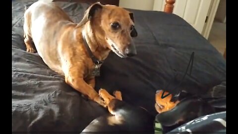 Two Wieners Playing on the Bed