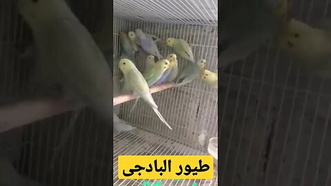 أحسن طيور البادجى هوكو كيوت روعة مرحبا