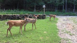 Rescued deer introduces fawn to caretaker