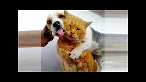 Funny videos | Funny memes 🤣 |Funny comedy 😃 |Funny animals 🤣 Fun 😁 Don't Try Laughing 😄