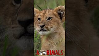 🤗 #AwwNIMALS - Cool Lion Cub 💕