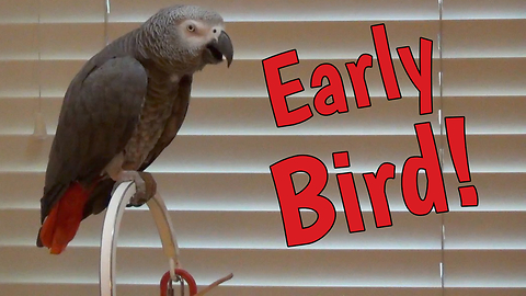 'Early Bird' Parrot Makes Hilarious Demands For Breakfast