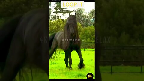 Most Beautiful Horse 4K Ultra HD - horses beautiful animals (480p) #shorts #horse #beautiful