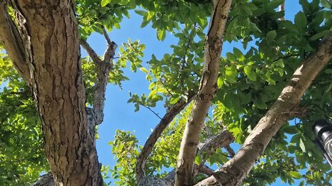 2 minutes of calm relaxation beneath a Medlar tree.