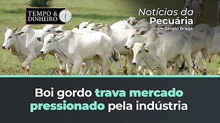 Boi gordo trava mercado pressionado pela indústria