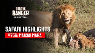 Safari Highlights #756: 06 March 2023 | Maasai Mara/Zebra Plains | Latest Wildlife Sightings