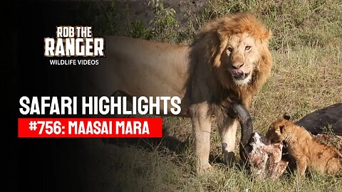 Safari Highlights #756: 06 March 2023 | Maasai Mara/Zebra Plains | Latest Wildlife Sightings