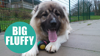 Fluffy the Caucasian Shepherd could be Britain's biggest rescue puppy