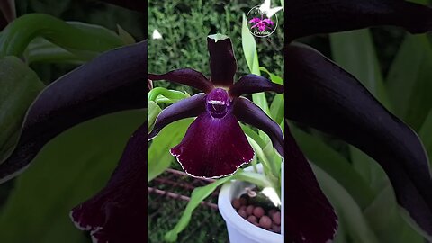🤪🥊 Black Velvet IF YOU PLEASE 😍 I rescued this orchid! #zygopetalum #orchid #ninjaorchids #shorts